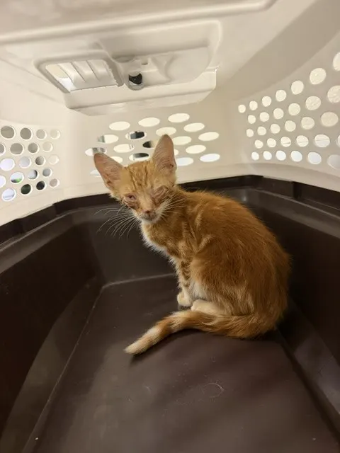 Cheddar