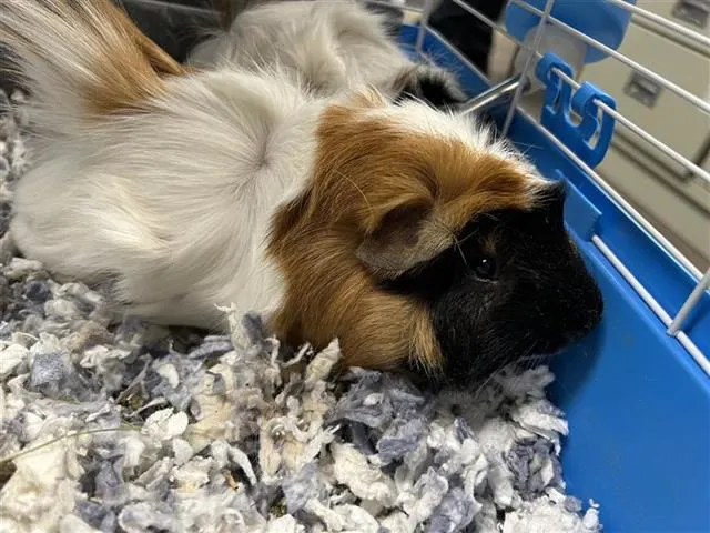 Cookie