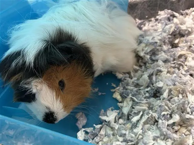 Peanut