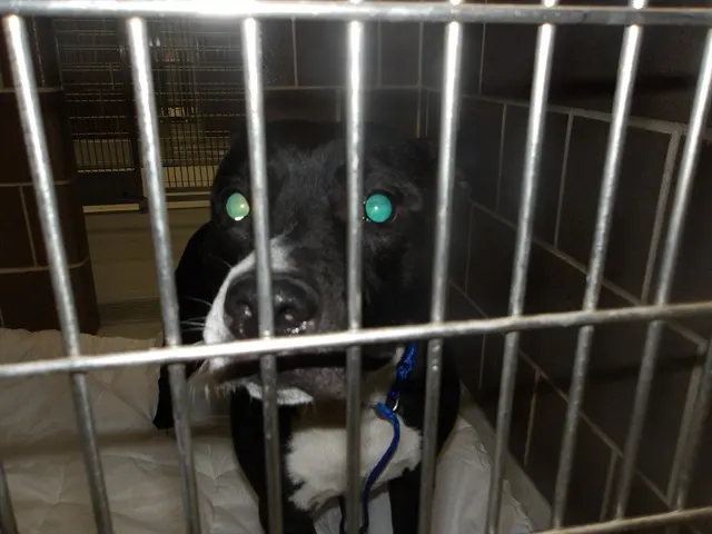Adoptable Dog
