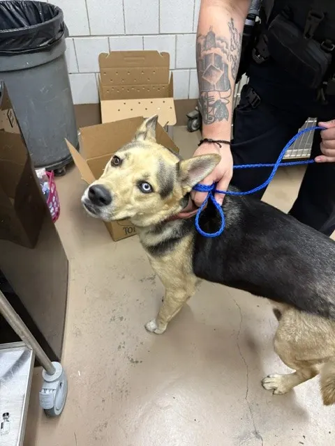 Adoptable Dog