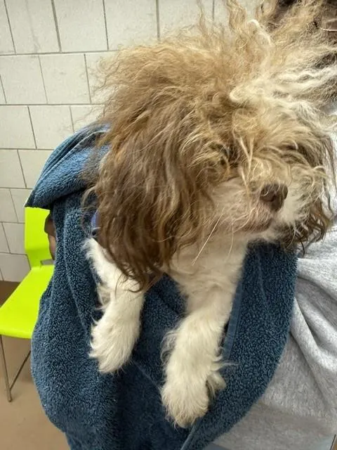 Adoptable Dog