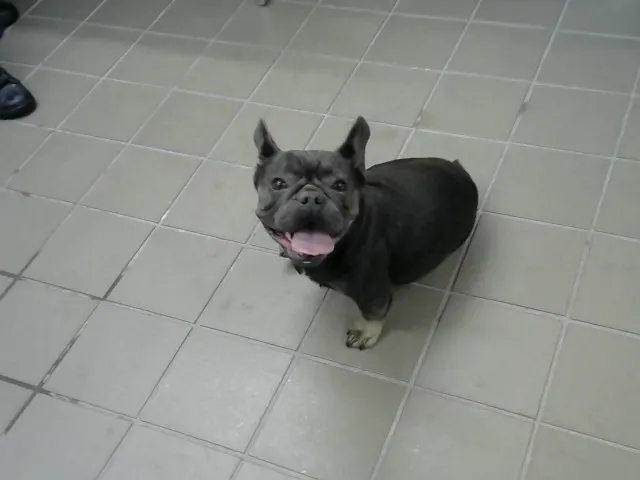 Delilah