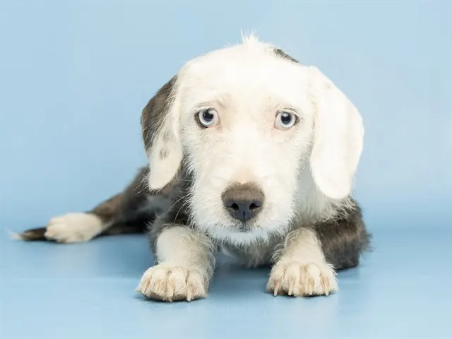 Georgie