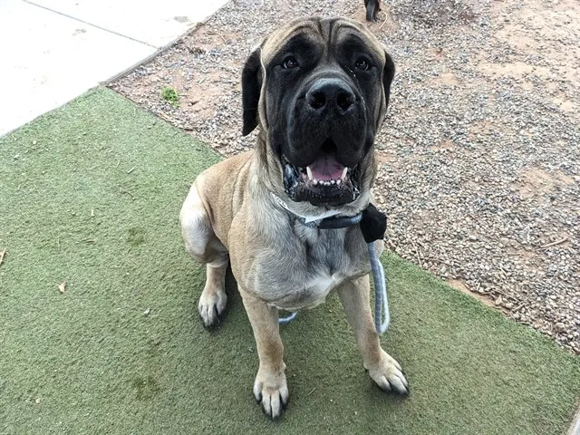Bruce