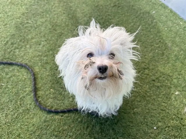 Leo