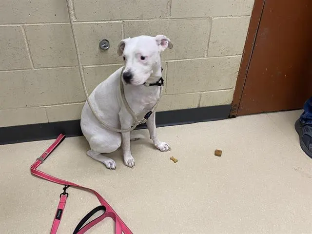 Adoptable Dog