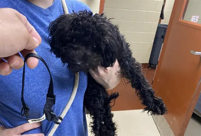 Adoptable Dog
