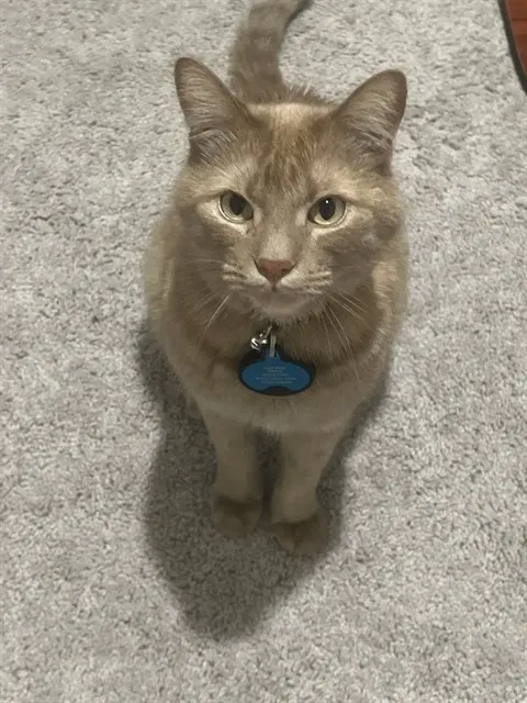 Mochi