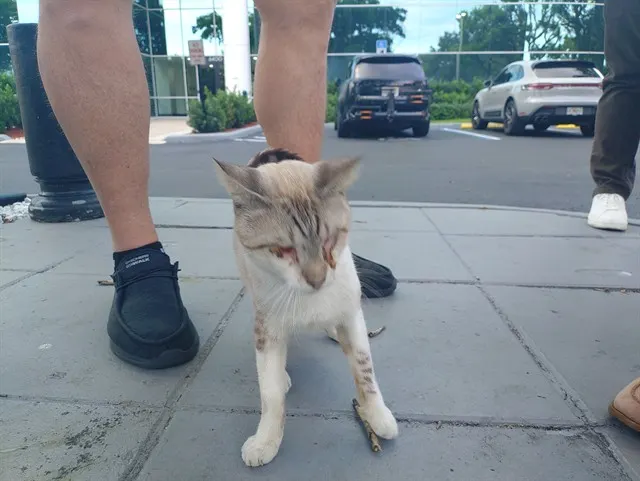 Adoptable Cat