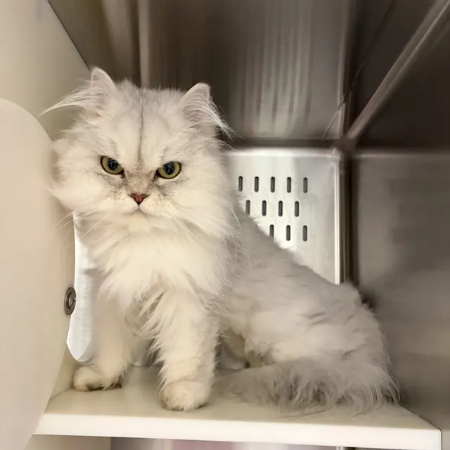 Hedwig
