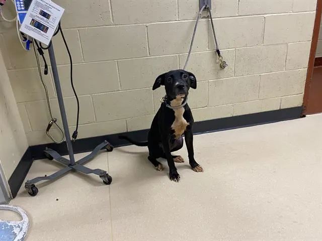 Adoptable Dog
