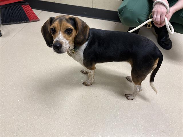 Adoptable Dog