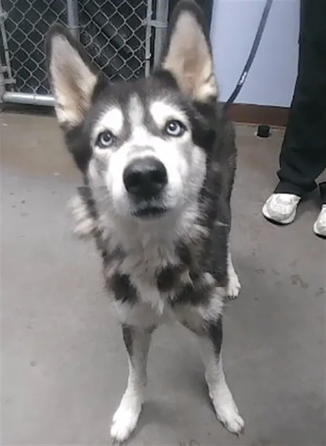 Pupsicle
