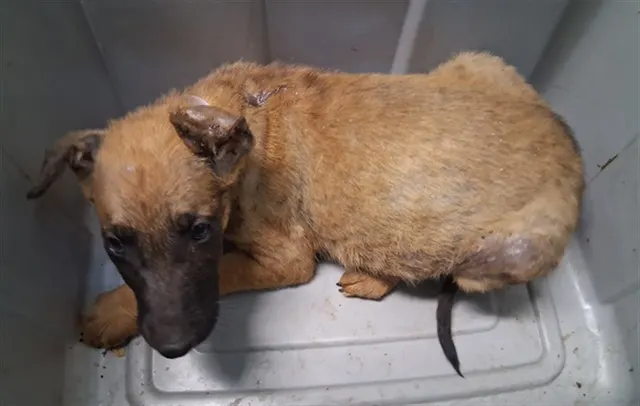 Adoptable Dog