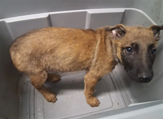 Adoptable Dog