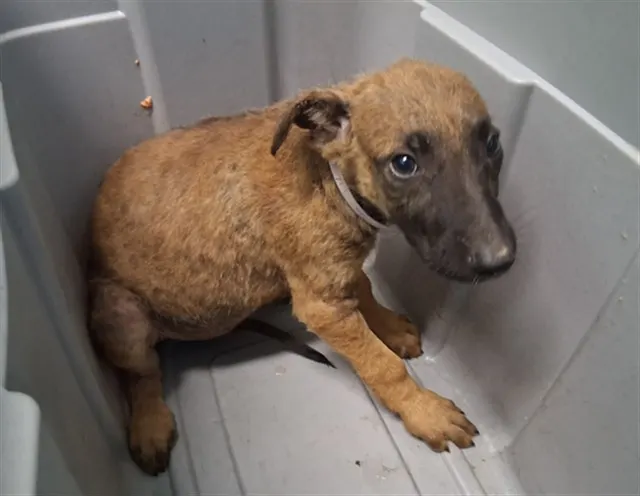 Adoptable Dog