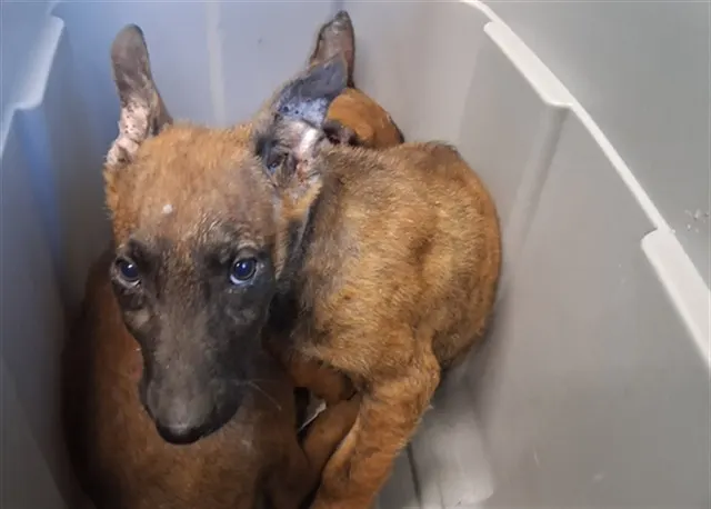Adoptable Dog