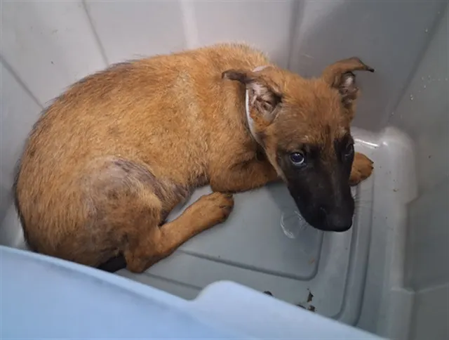 Adoptable Dog