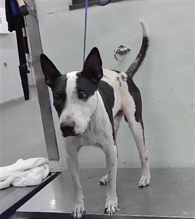 Adoptable Dog