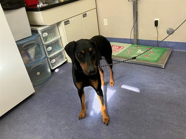 Adoptable Dog