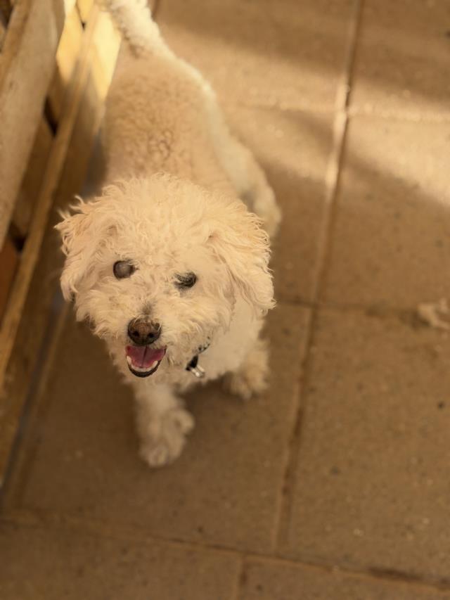 Bebe