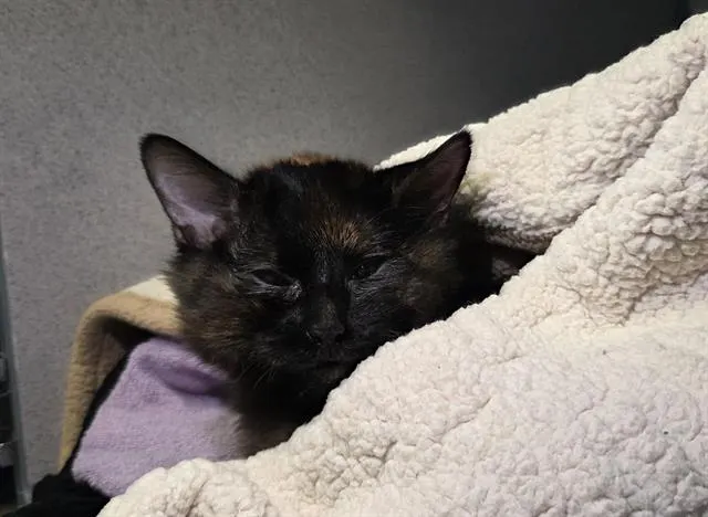 Adoptable Cat