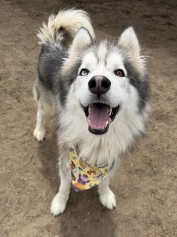 *Gandalf The Grey