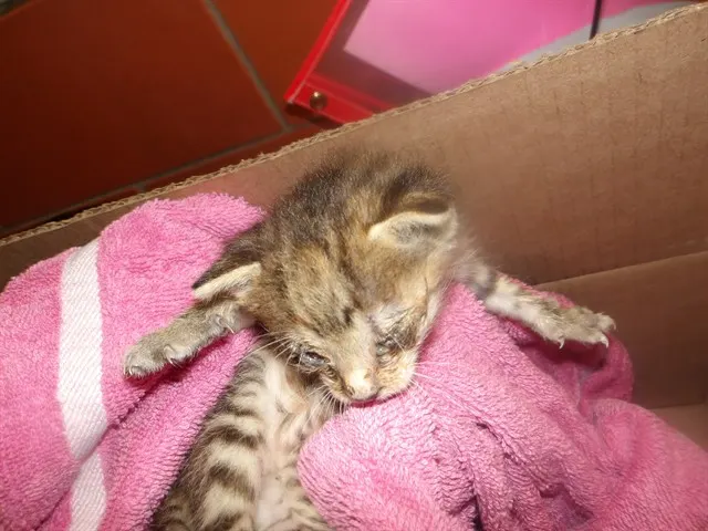 Adoptable Cat