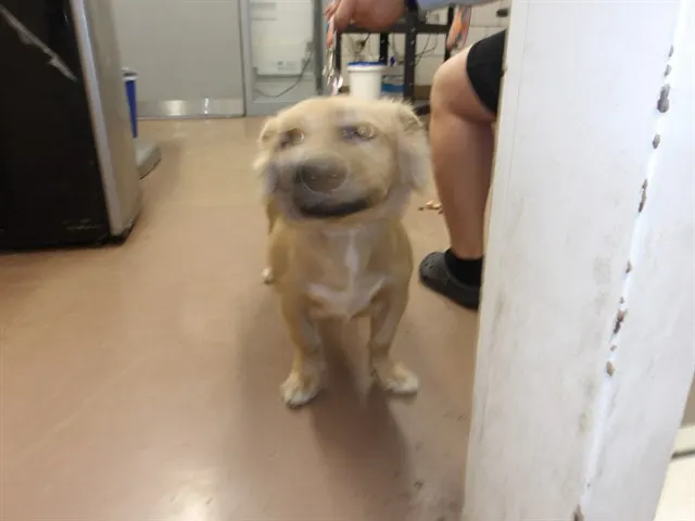 Adoptable Dog