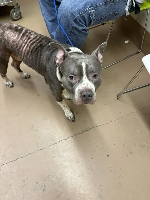 Adoptable Dog