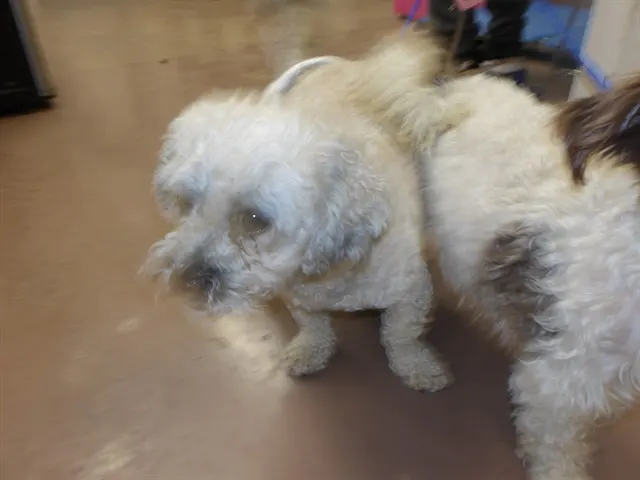 Adoptable Dog