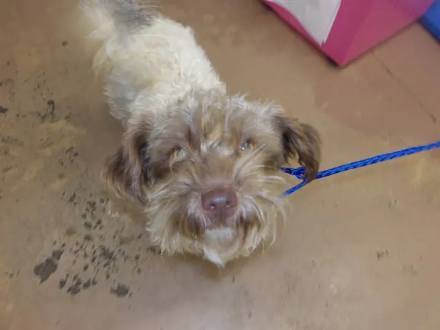 Adoptable Dog