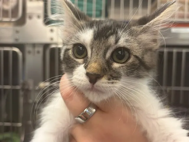Frankie