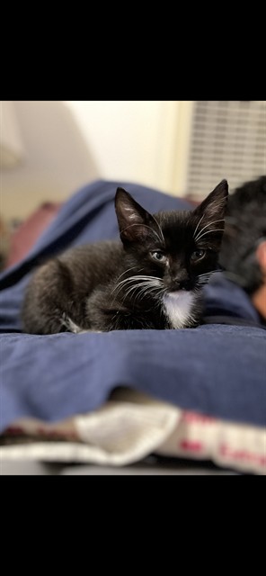 Moonpie
