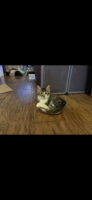 Biscotti