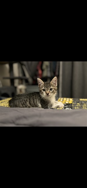 Biscuit