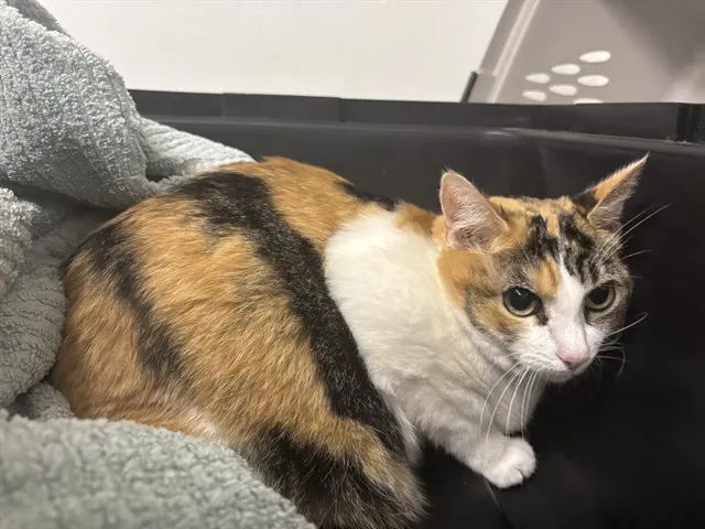 Adoptable Cat
