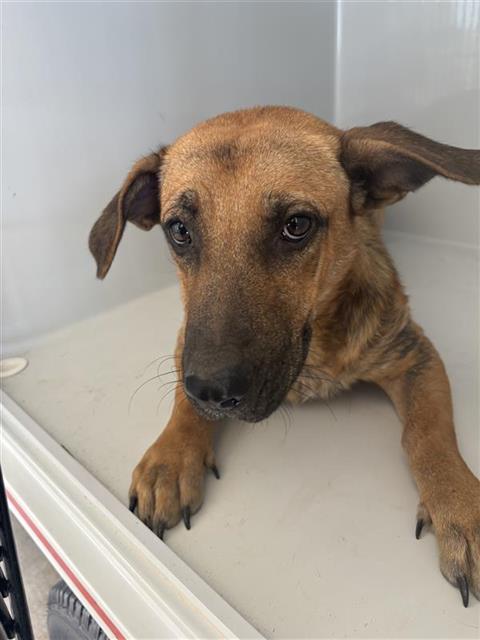 Adoptable Dog