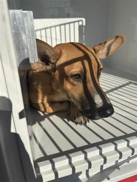 Adoptable Dog