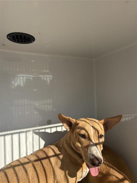 Adoptable Dog
