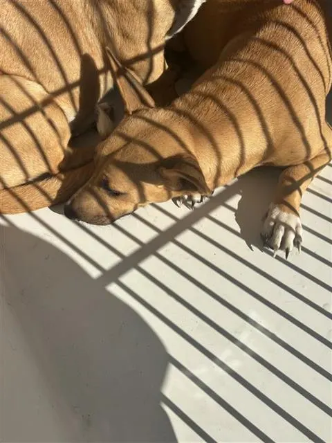 Adoptable Dog