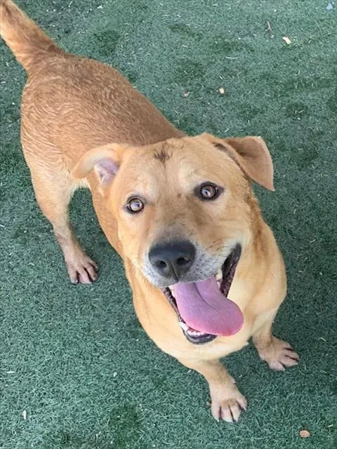 Chester
