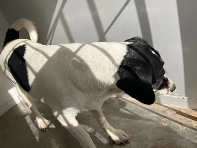 Nash