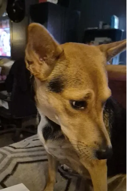 Remi