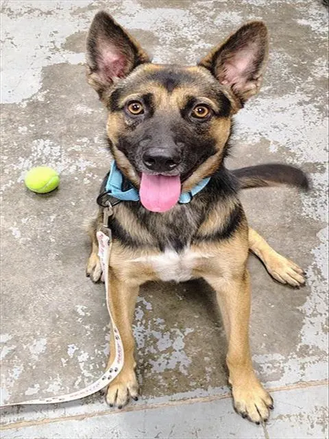 Shep