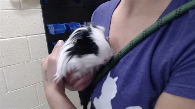 Manchita