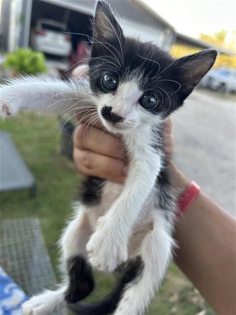Adoptable Cat