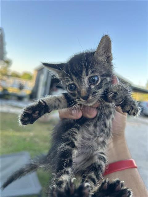 Adoptable Cat