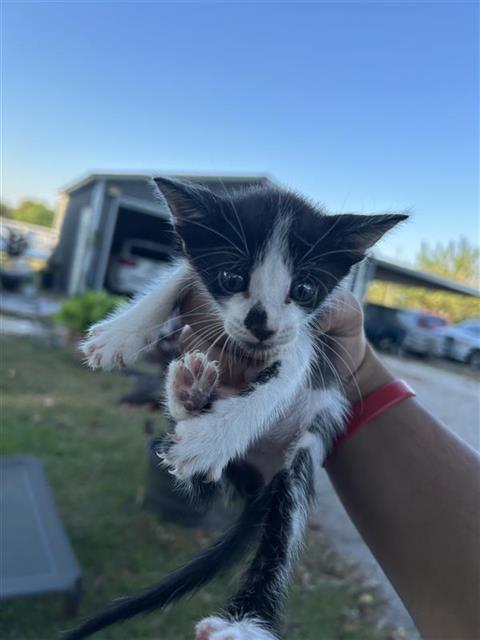 Adoptable Cat